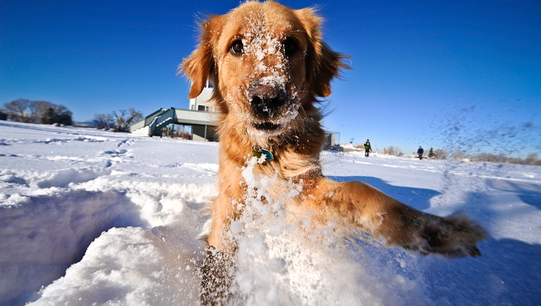 Golden Retriever in Winter