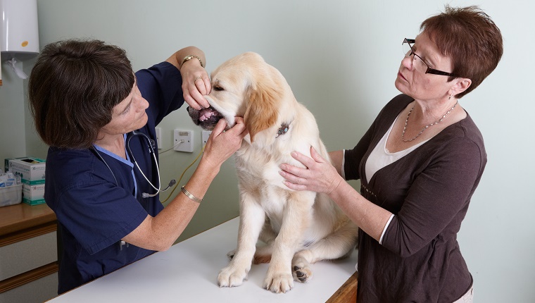 A Labrador puppy gets a dental exam and dental care at the vet while his owner holds him.