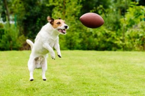 Dog catching Rugby ball at back yard