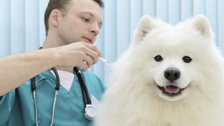 A Samoyed gets a vaccination at the vet.