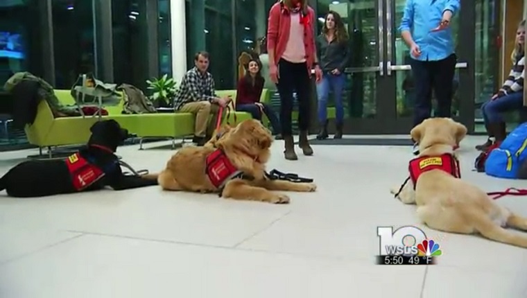 Three puppies in training lie on the floor.