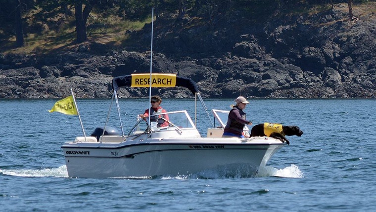 Tucker sniffs out whale droppings from the boat