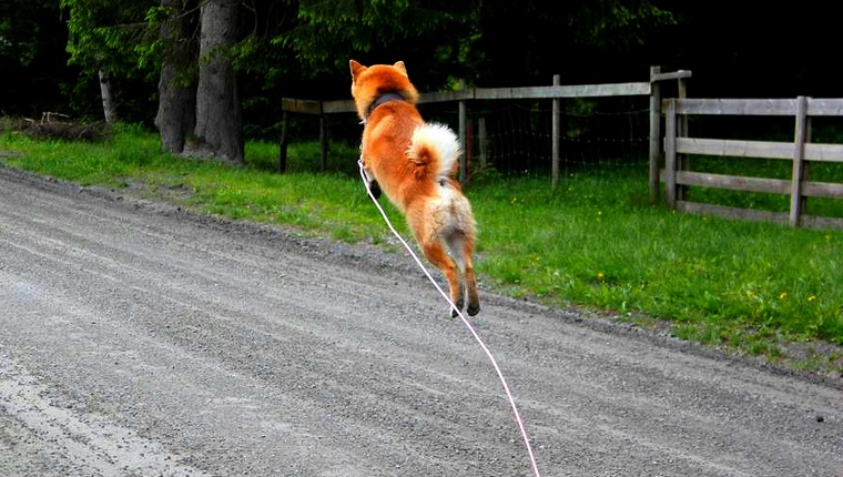 Highflying Shiba