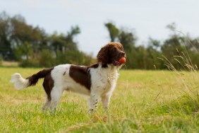 Springer Spaniel Dog Walking