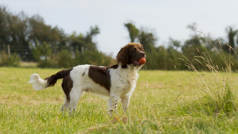 Springer Spaniel Dog Walking