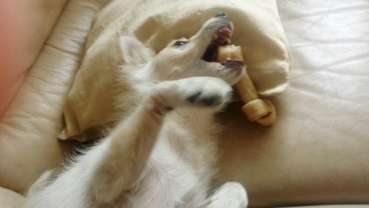 A dog chews a bone in bed like he has zero effs to give.