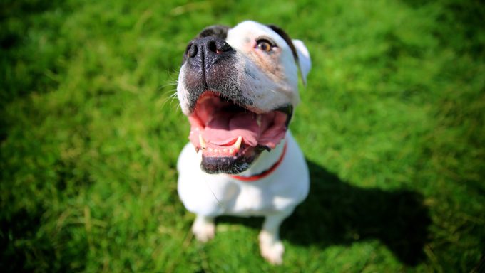 dog smiling outside