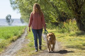 woman walking Golden Retriever to help dog lose weight