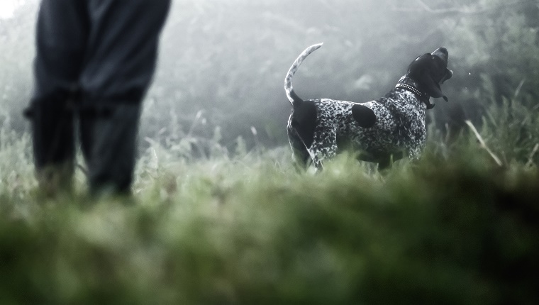 Blue tick Coonhound hunting in the forest