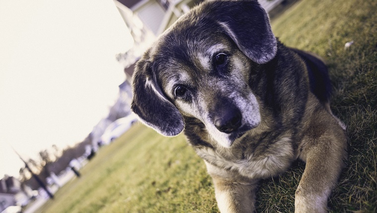 Beautiful senior dog laying in front yard