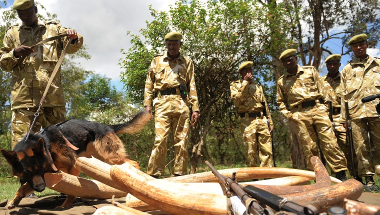 A Kenya Wildlife Service (KWS) male dog sniffs on November 30, 2009 part of ivory and wildlife animal skin that he helped seize from poachers around the country during a news briefing at KWS headquarters in Nairobi. KWS, the Lusaka Agreement Task Force and Kenya police played a critical role in the success of an Interpol coordinated operation against poachers. Since its inception three-months ago, the operation has resulted in seizure in Kenya alone of 567.8 kilos of carved and raw ivory items.             AFP PHOTO / SIMON MAINA. (Photo credit should read SIMON MAINA/AFP/Getty Images)