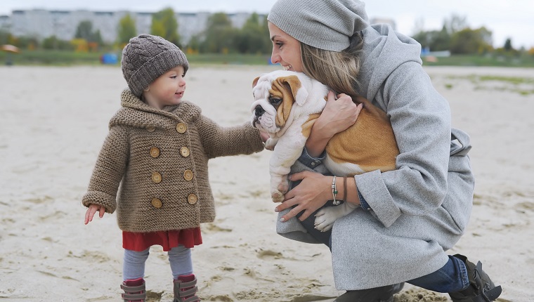 Cute little girl plays with a puppy of a buldog on the river bank in autumn Autumn concept.