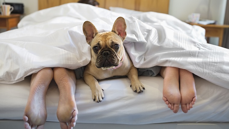 Dog laying under covers with couple