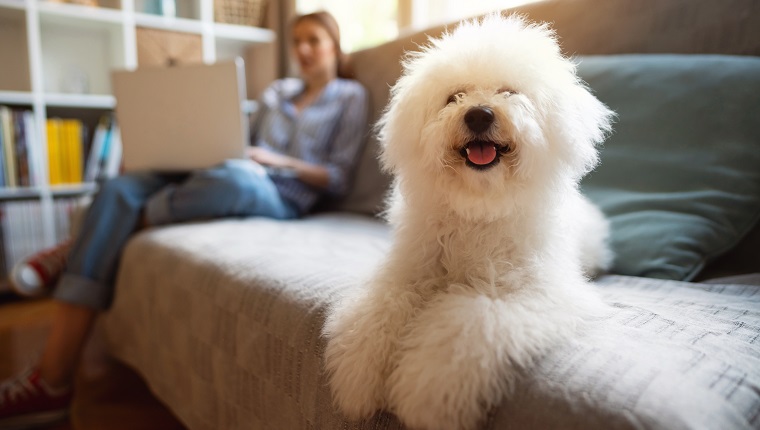 Portrait of a cute Bichon Frise dog lying on a couch posing while owner working in the background