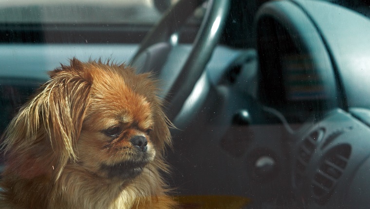 Dog in a hot car