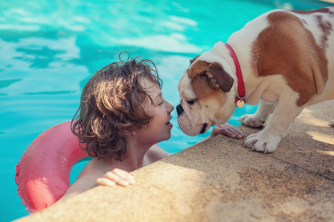 A boy swimming at pool and bulldog puppy looking at him.