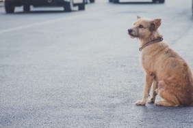 Homeless dog sitting on the road with copy space for text.