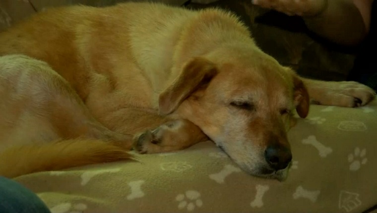 Jax lies on his favorite spot on the couch