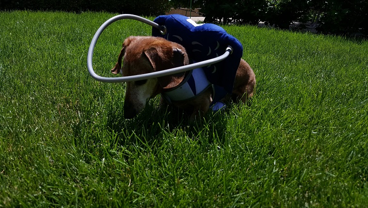 Skippy wears his Muffin's Halo in the grass