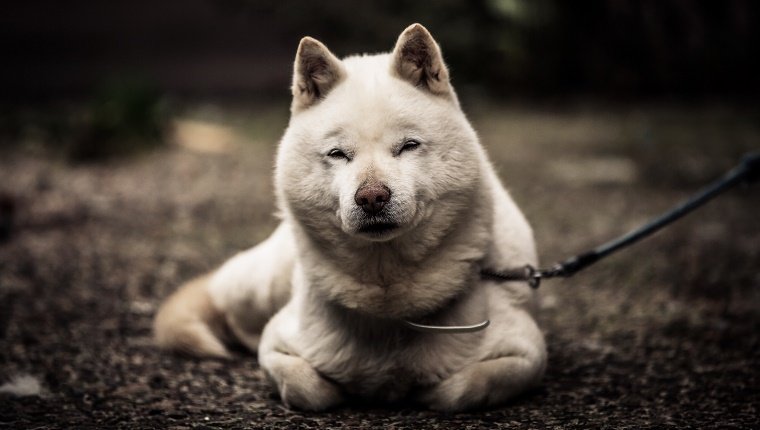 Portrait Of Hokkaido Dog Sitting On Field