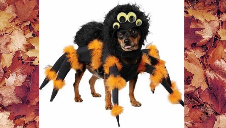 dog-costumes-2016-spider