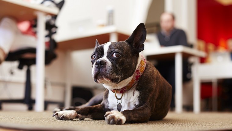 Portrait of curious dog lying on rug in an office