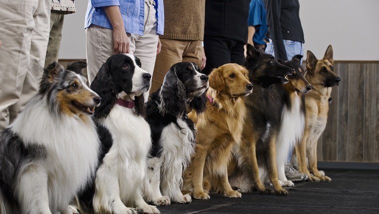 Line of purebred dogs in obiedience class