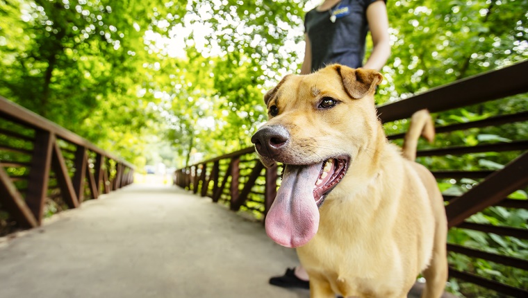 Caucasian woman walking dog on bridge