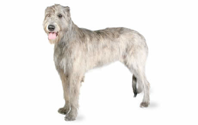 irish-wolfhound