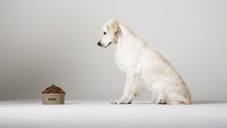 Labrador looking at his food bowl