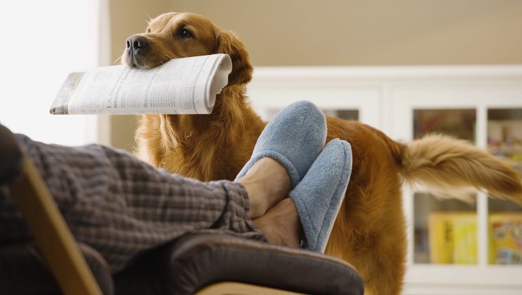 Dog bringing newspaper to owner