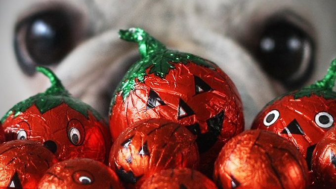 dog sniffing halloween candy