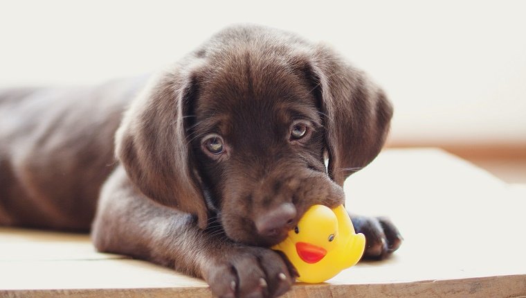 Chocolate Labrador Retriever