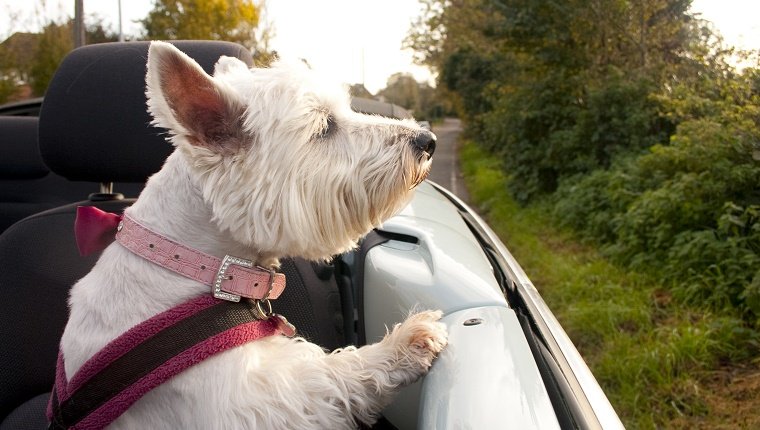 A West Highland Terrier in a pink collar and harness, looks out over the side of a blue Volkswagen Beetle Convertible on a car journey. Trees and autumn leaves in the background.