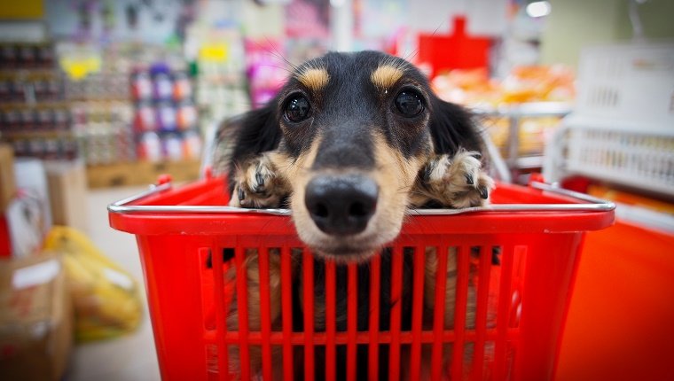 Close up of dog sitting in basket.