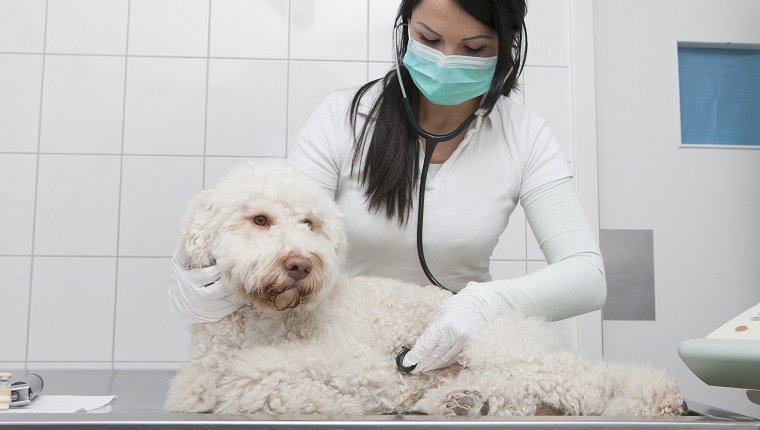 Young veterinarian examining dog with stethoscope in clinic