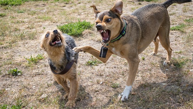 High Angle View Of Dogs Snarling On Field