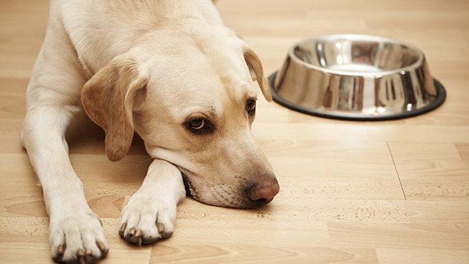 labrador lying next to empty food bowl