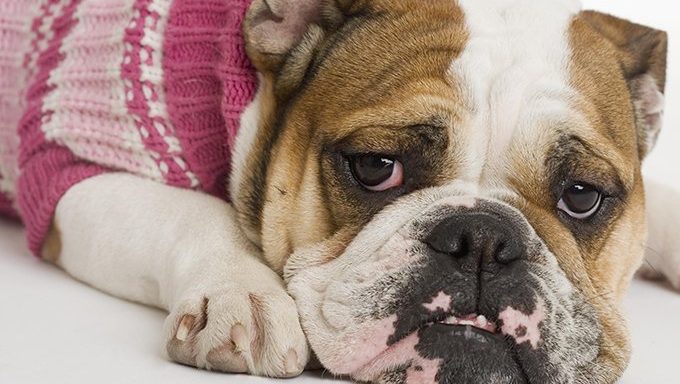 bulldog lying down in sweater