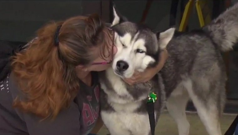 service-dog-returned-to-owner-2