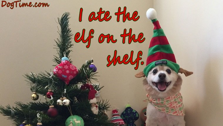 dog in christmas hat. christmas e-card reads "i ate the elf on the shelf"