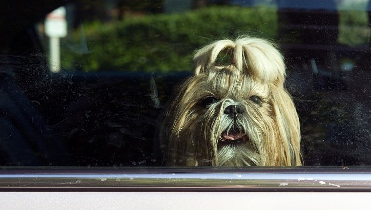 shih tzu in a car