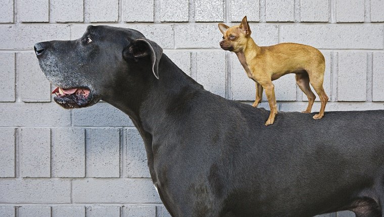 Chihuahua on Great Dane's back