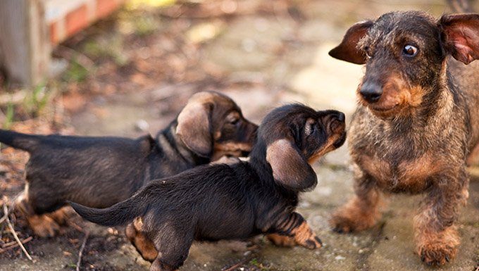 older dog nervous around puppies