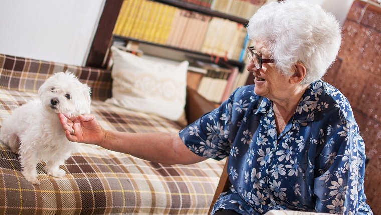 Senior woman cuddling a cute white Maltese dog, smiling, feeling happy and not alone.