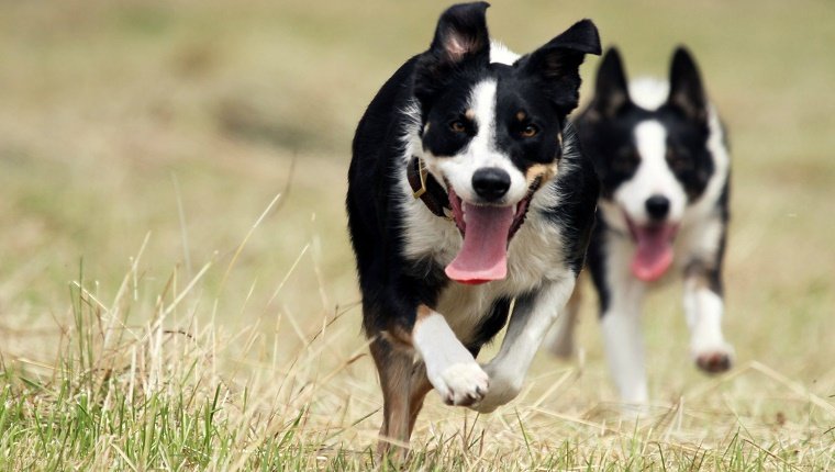 Border collies running