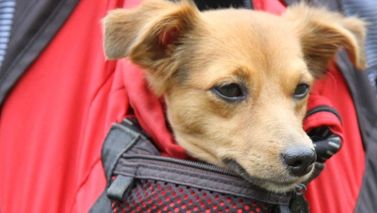 cute dog tick from the pocket of a backpack in the mountains