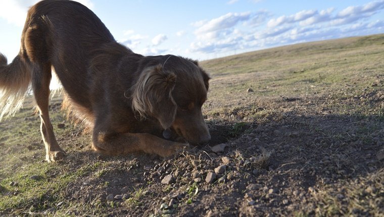 dog-better-at-human-job-2