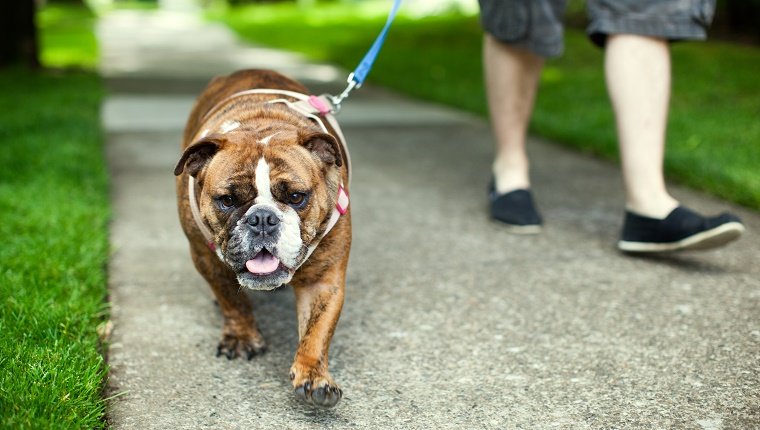 A man takes his cute British bulldog for a walk down city suburb sidewalk, green grass and trees glowing in the light behind them.