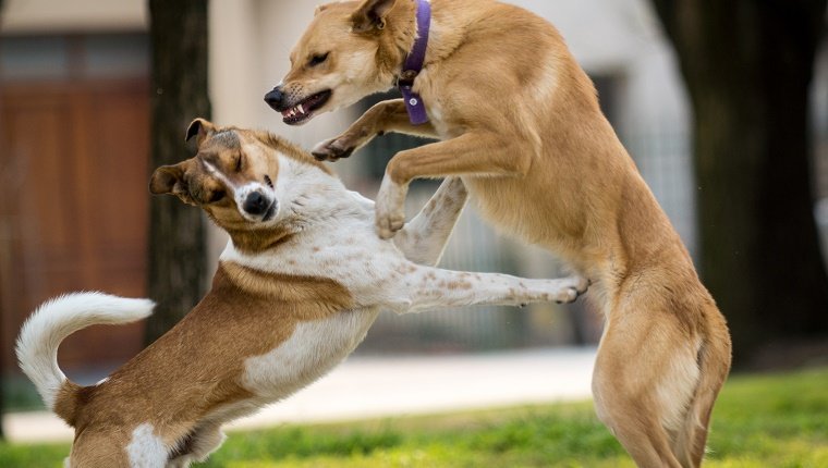 Dogs Fighting At Park